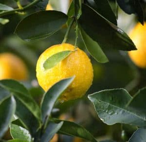 citron