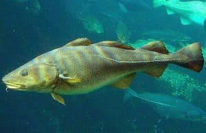 foto de bacalao en el océano